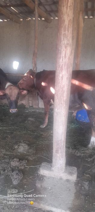 Buqalar sotiladi 4 dona