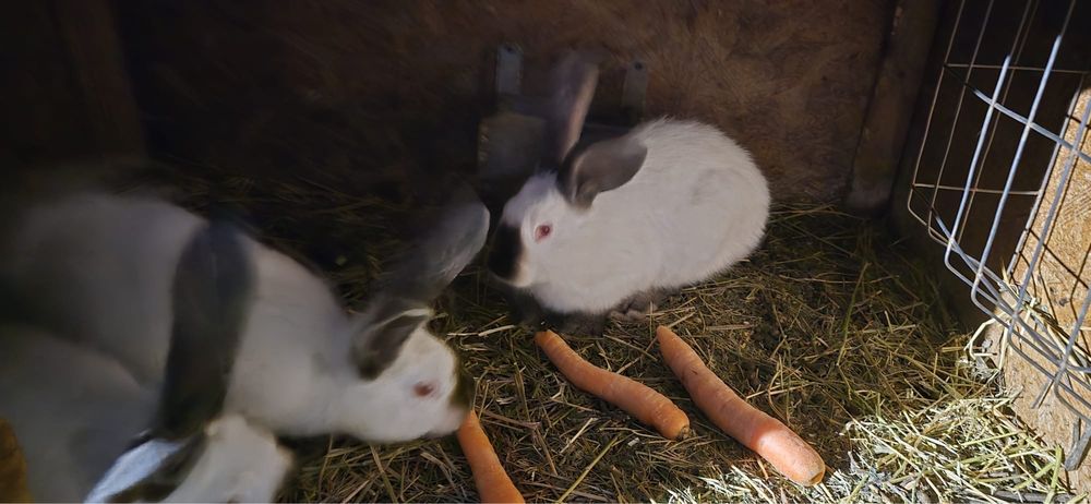 Vand iepuri urias de transilvania