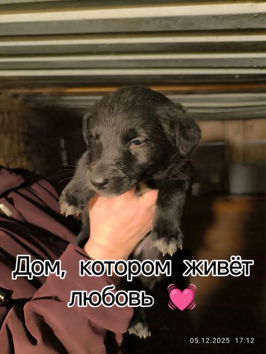 Щенята почти 2 месяца