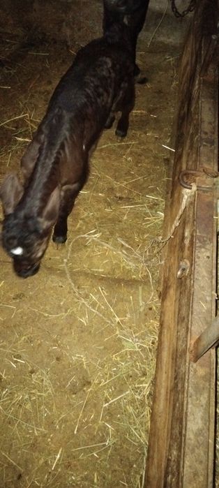 Еркек  бузау сатылады