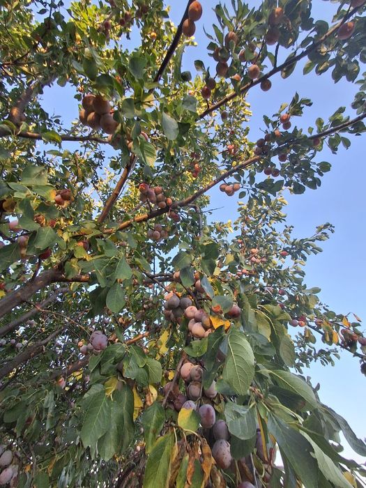 Vând prune pentru dulceață