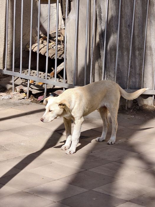 Бездомные щенки, заберите