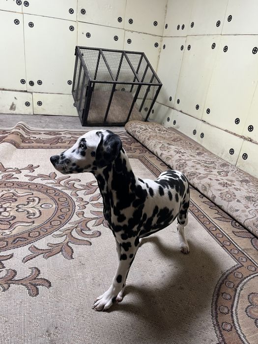 Продаю щенков далматинцев