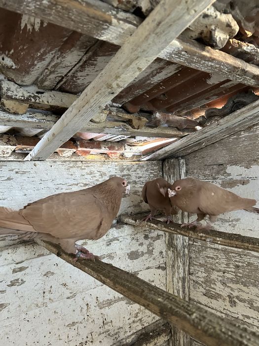 Vand porumbei postasi