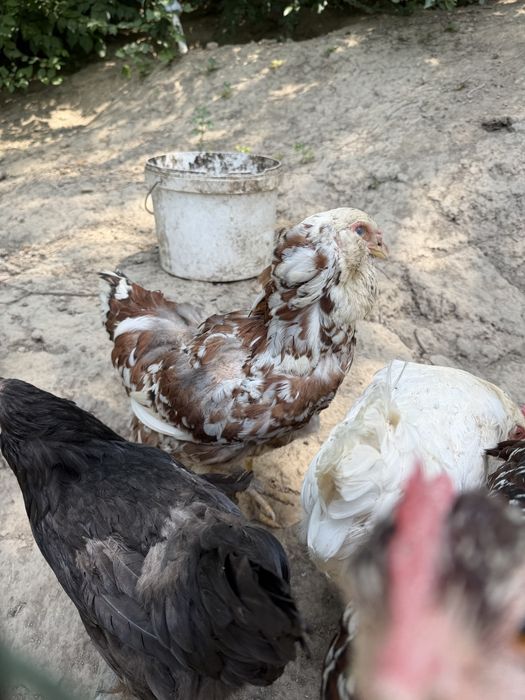 Продам домашних курей