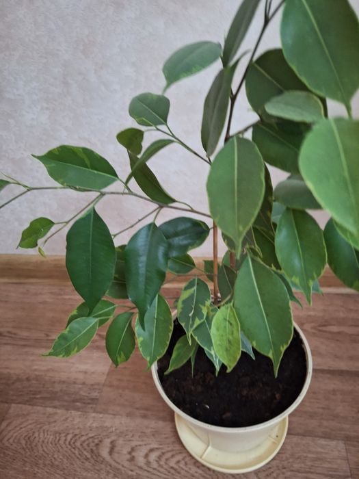 Фикус бенджамина