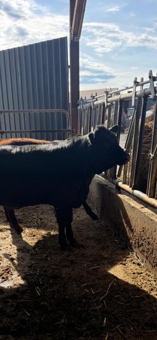 8 vitele Aberdeen Angus
