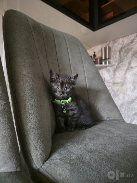 Котята фолд и страйт