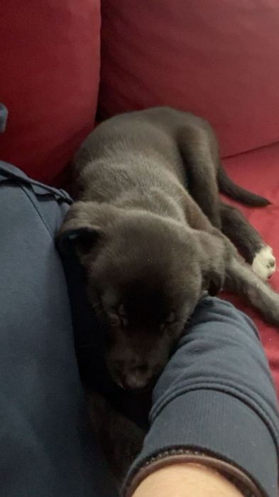 Donez pui labrador -'' Atlas'' isi cauta familie