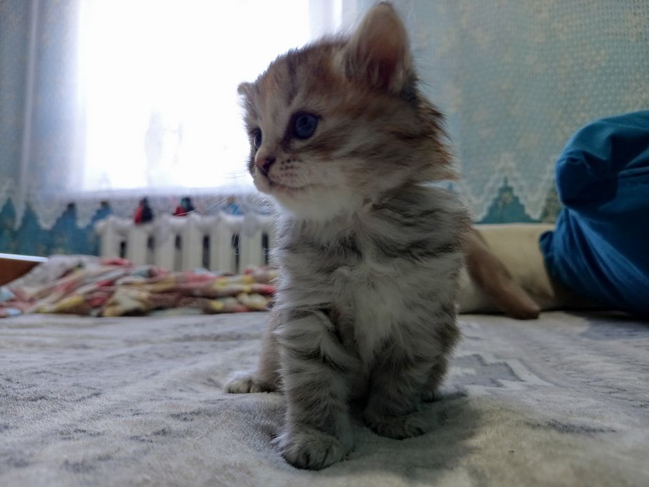 Отдам котят в добрые руки