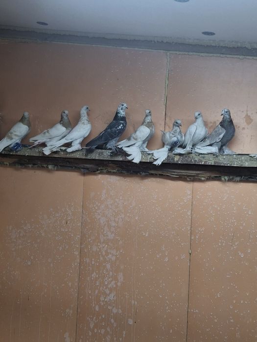 Голуби игра гребля тяга