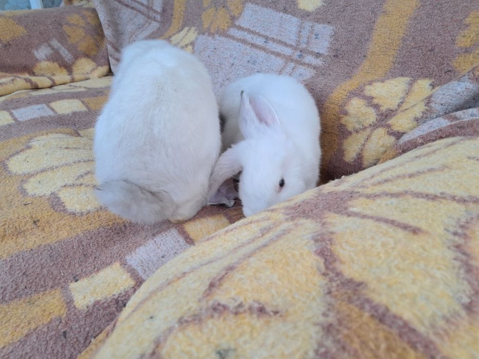 De vânzare berbec german de 2 luni, 2 femele și 3 masculi, caută casă nouă, relații la 0761335094