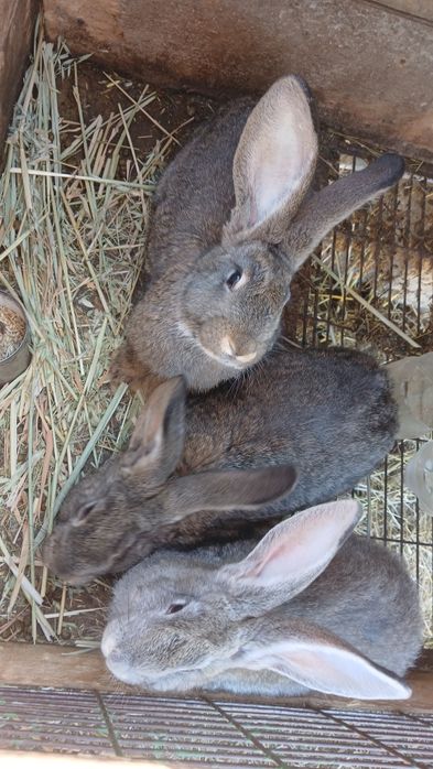 Продаются Кролики