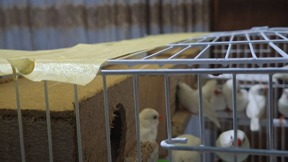 Амадинка кушлар 8 та