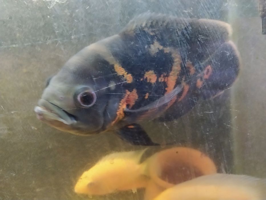 Продается рыба астронатус