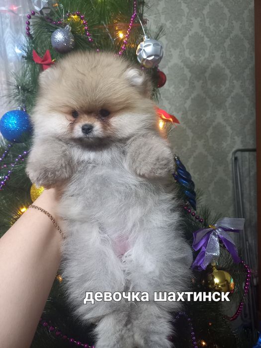 Продаются шикарные шпицы