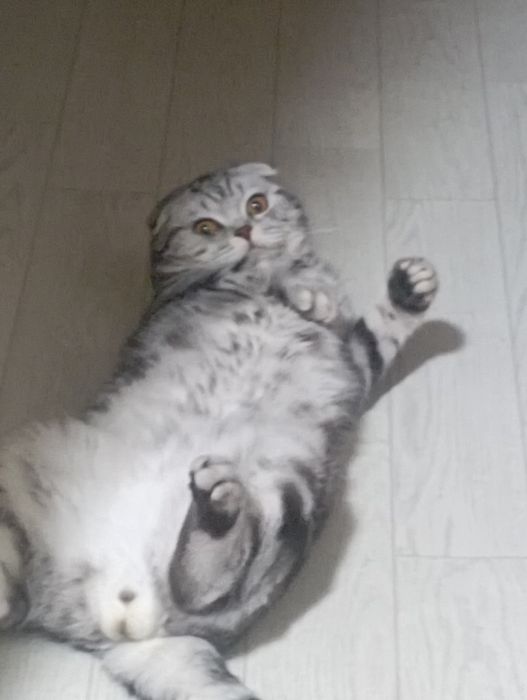 Вязка кота  вислоухий скоттиш фолд