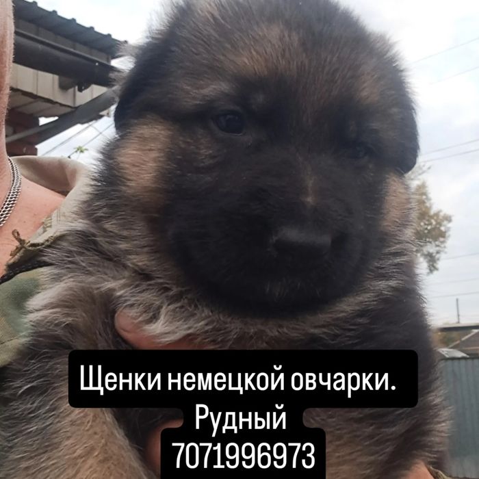 Щенки немецкой овчарки