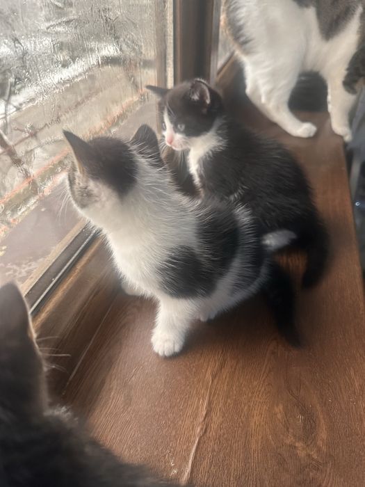 Mushuk bolalari, 1,5 oylik