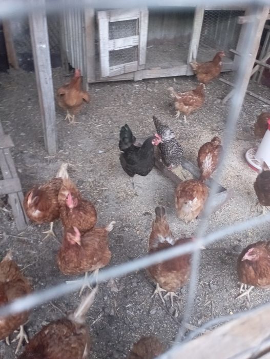 Vînd trei găini americane și un cocoș , găini pui rațe și iepuri