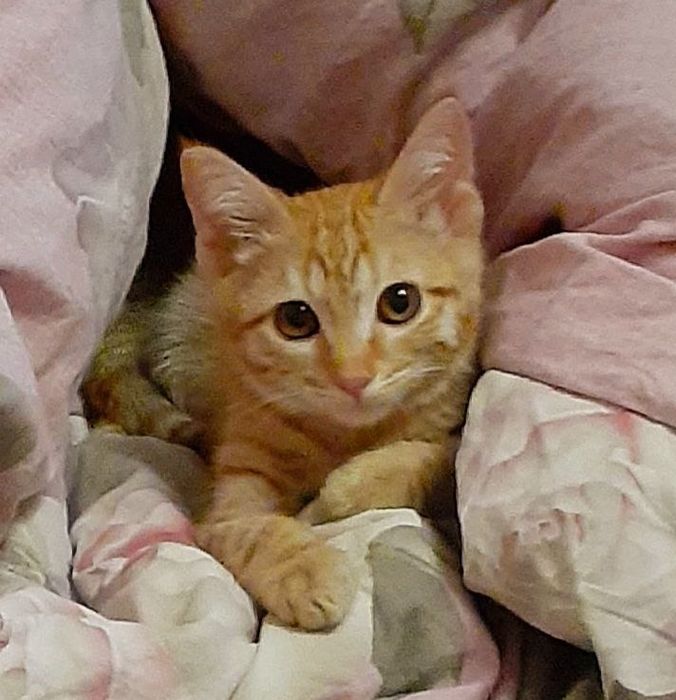 Ищу дом для Симбы.