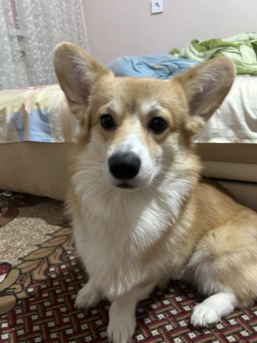 Продам собаку корги