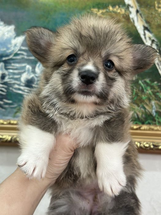 Супер малыши  вельш корги