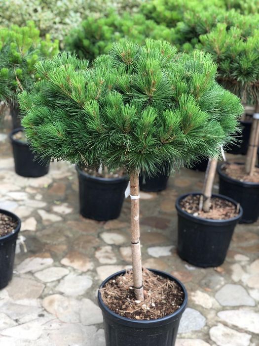 Tuia smaragd ( thuja ) columnaris, leylandii, brabant, tei, mesteacan.