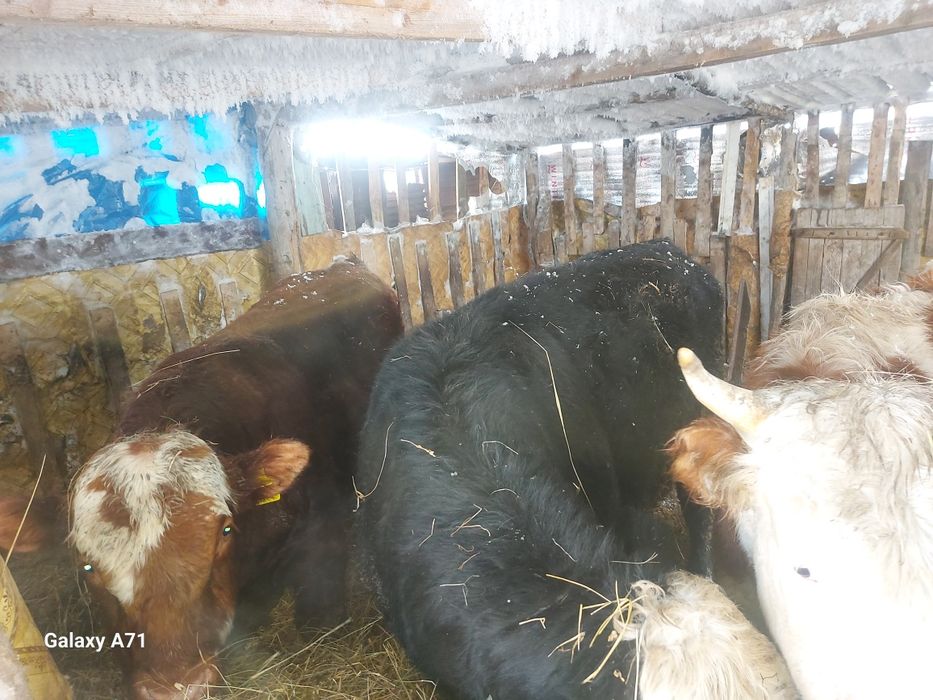 Продажа быков с откорма