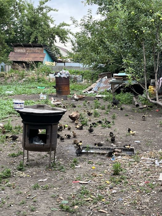 Продам индоутят можно с мамами