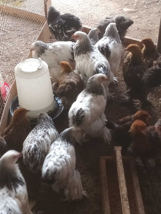 Brahma si cochinchina pui disponibili
