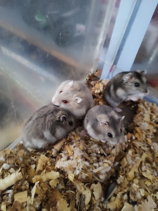 Хомяки Джунгарии