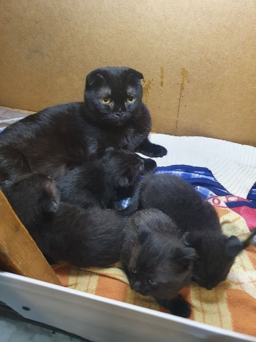 Парода скотиш фолд