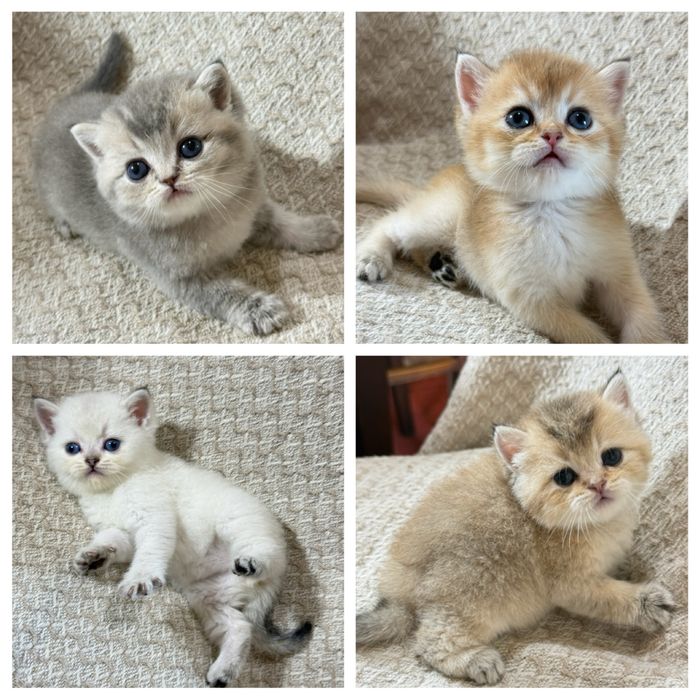 Вязка коты шиншиллы золотой и серебристый