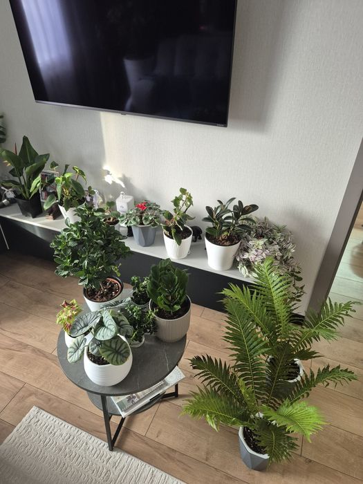 Продам комнатные растения