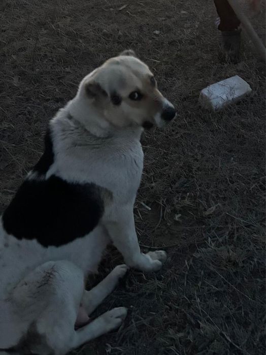 Алабай ұрғашы  20000