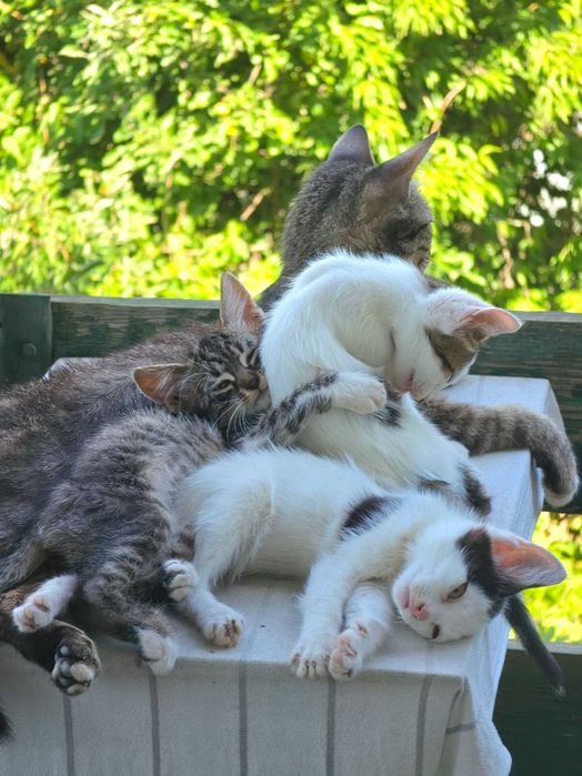 3 Новородени Котета