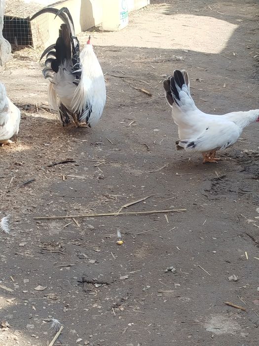 Шабо продам 1+2 несутся