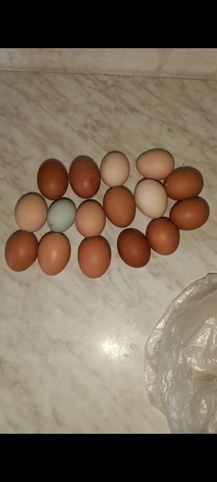 Куры домашние,ломан Браун