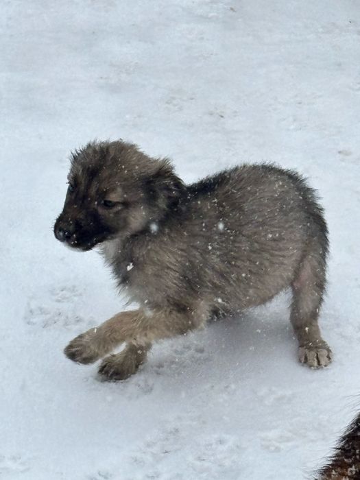 Мальчишка и 2 девчонки ищут дом
