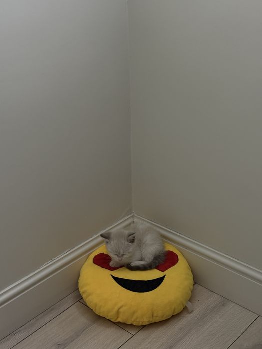 Котенок 1,5 месяца