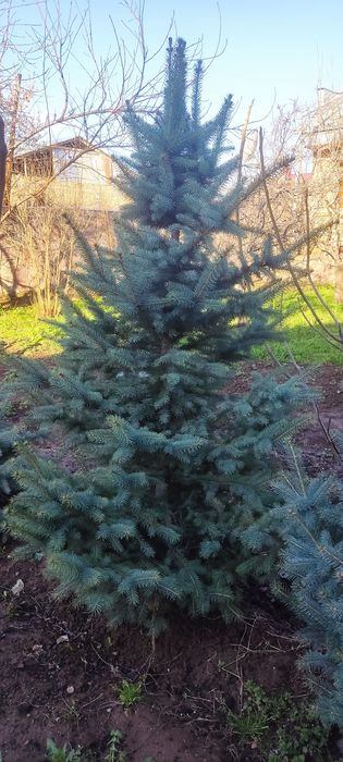 Prodayotsa goluboy yel