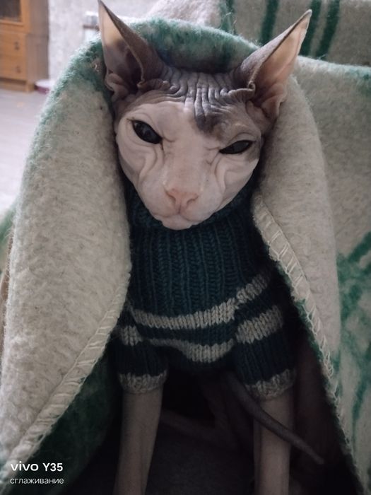 Ищем котика для вязки