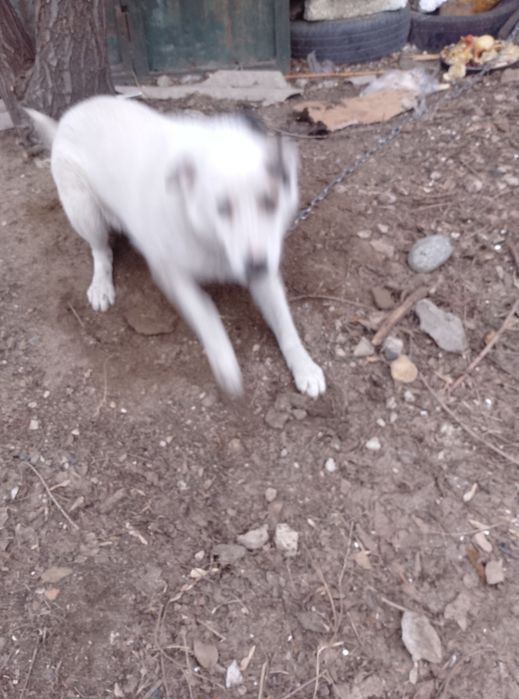 Отдам собаку в добрые руки.