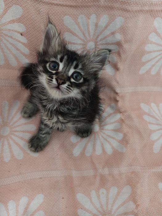 Отдам катят в хорошие руки