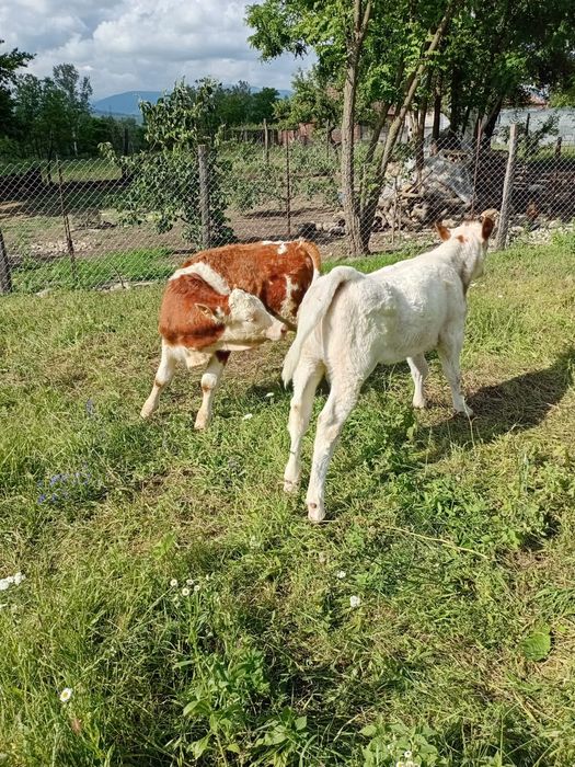 Vând un vițel balțat și unul Belgian