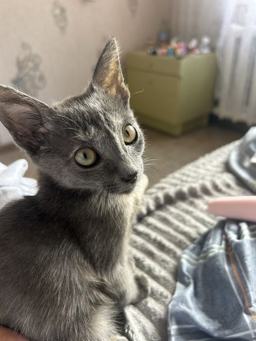 Отдам котенка в добрые руки