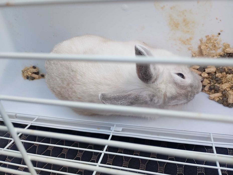 Кролик домашний декоративный