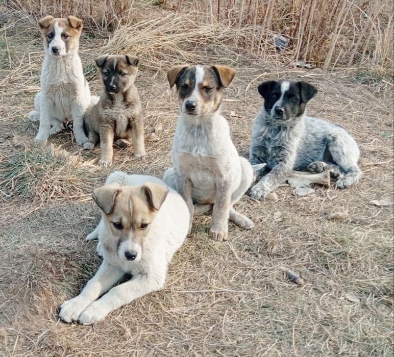 Щенята  ждУт любящих хозяев