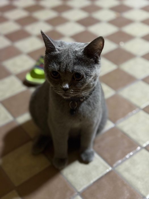 Британская кошка